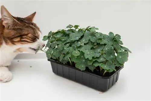 Nasturtium-beracun-untuk-kucing