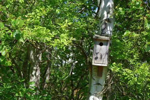 Fixer un nichoir : Conseils pour les mangeoires à oiseaux et les nichoirs