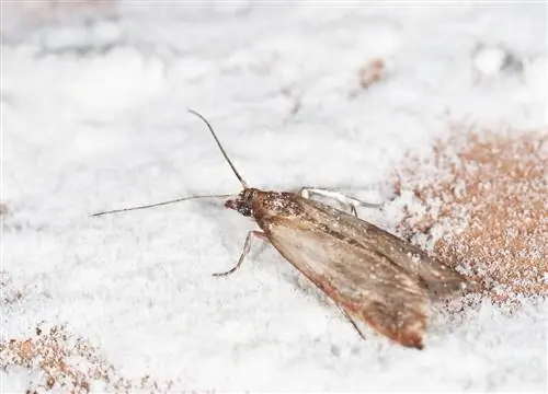 ময়দার কীটপতঙ্গ: কীভাবে তাদের চিনবেন এবং মোকাবেলা করবেন