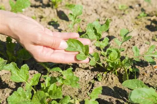 Combatendo pragas de foguetes: como proteger suas plantas