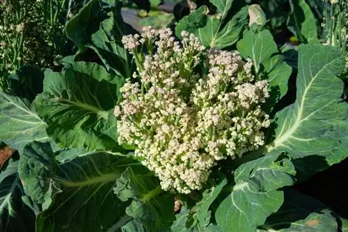 Brotos de couve-flor: causas, prevenção e soluções