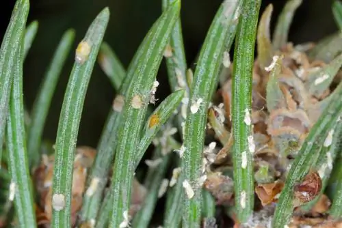 mga peste ng sugarloaf spruce