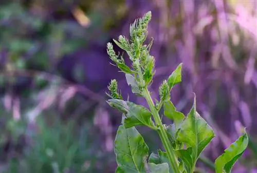 chard অঙ্কুর