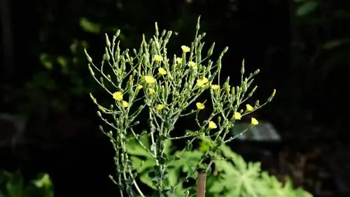 How to prevent lettuce from sprouting too early