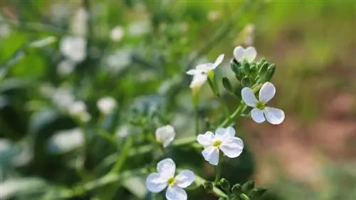 radish-shina