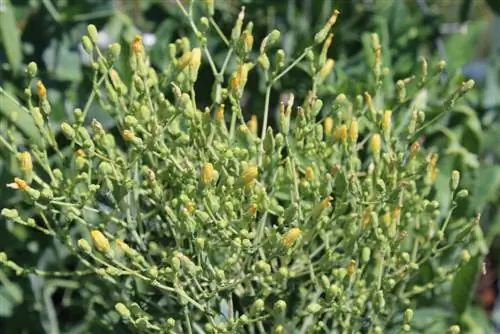 brotes de ensalada