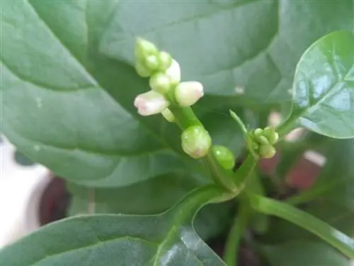 Paano pigilan ang pag-usbong ng spinach