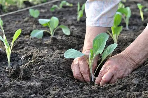 growing late vegetables