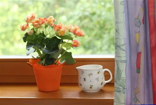 Planta de interior Begonia: así prospera de forma óptima en el interior