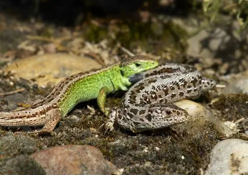 lagarto de areia