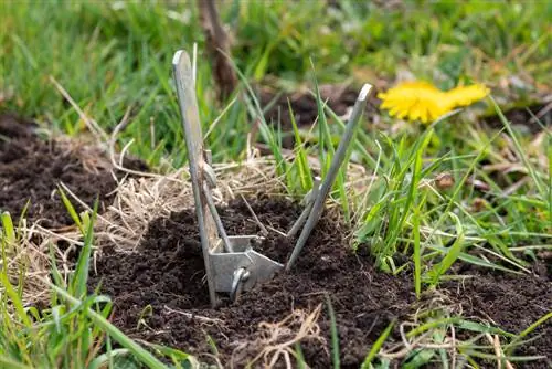 vole-in-the-lawn