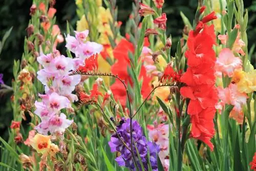 potret tumbuhan gladiolus