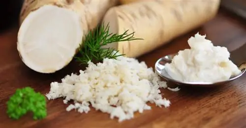 Horseradish in your own garden: cultivation, care and use