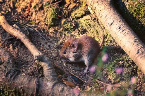 veldmuis vechten