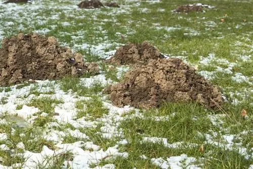 Krtko v zime: Ukladá sa na zimný spánok alebo na zimný spánok?