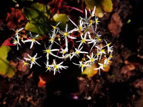 plantio e cuidado de saxifrage de outono