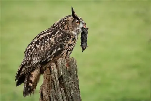 koliko godina ima mladež?