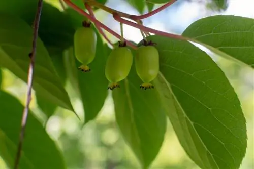 Kiwi bogyók termesztése