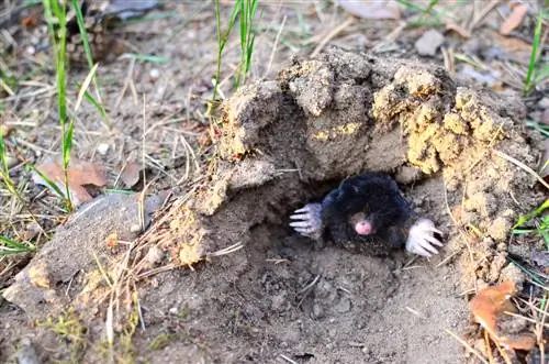 De mol: activiteiten en graaftijden gedurende de dag