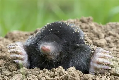 Moles & their way of life: Fascinating facts & details