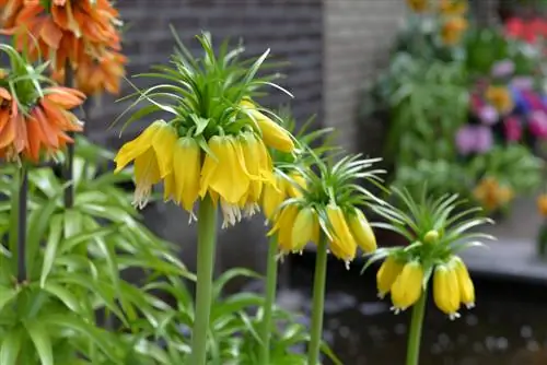 Weg met moedervlekken: zachte methoden met planten etc