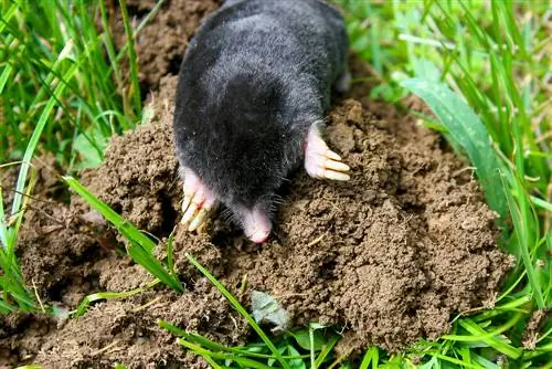 Getting rid of moles: Is butyric acid effective and safe?