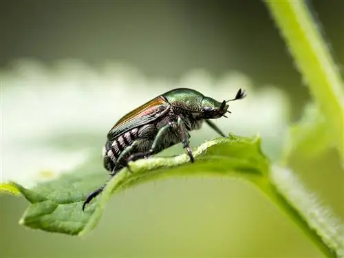 Ang Japanese beetle ay nakaupo sa isang dahon