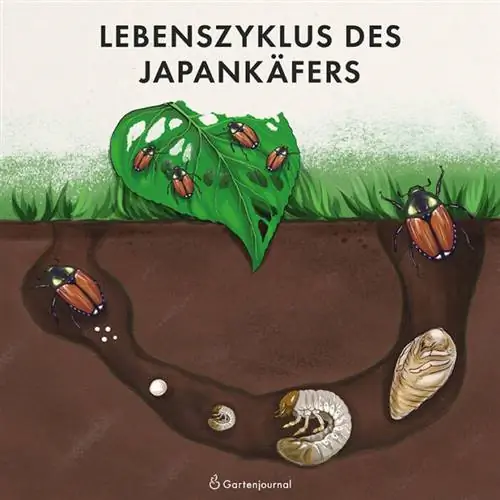 Japansk bille livscyklus illustration