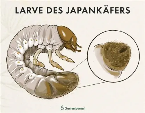 Larva ng Japanese beetle bilang isang paglalarawan