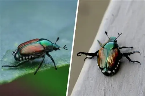 Ang Japanese beetle ay nagtatampok at nagkakalat ng mga binti sa panahon ng pag-uugali ng alarma