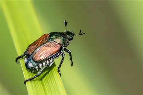 Mga close-up na larawan ng isang Japanese beetle