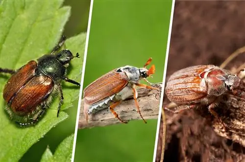 Besouros de folhas de jardim, besouros e besouros de junho em comparação