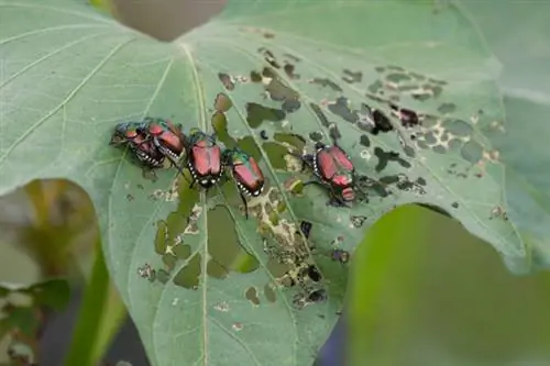 Kumakain ng dahon ang mga Japanese beetle