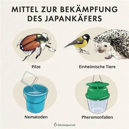 Midler til at bekæmpe den japanske bille som illustration