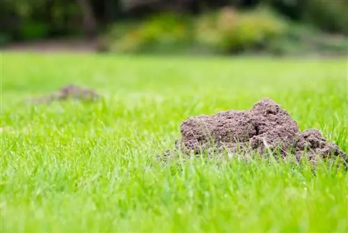 Getting rid of moles with water: Does that make sense?