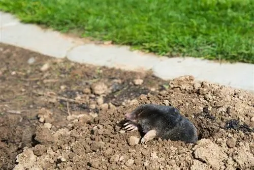 Taupe dans le jardin : voici comment l'attirer et la chasser