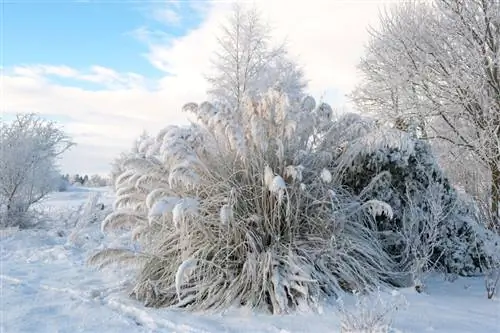 Roze pampasgras winter