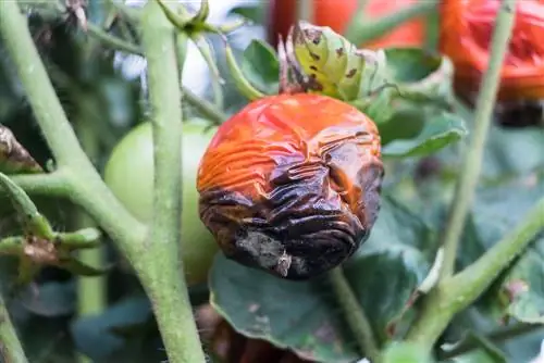 Plant de tomate avec des taches noires et pourriture apicale