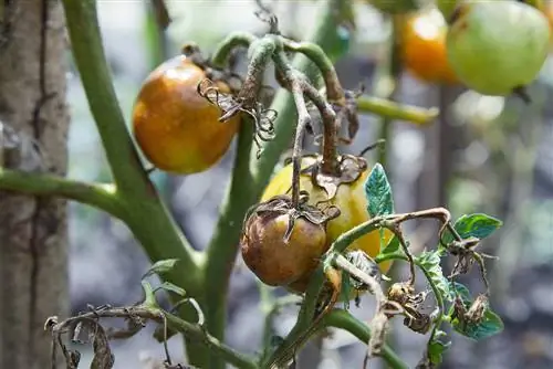 Tomater med brune flekker og brune blader