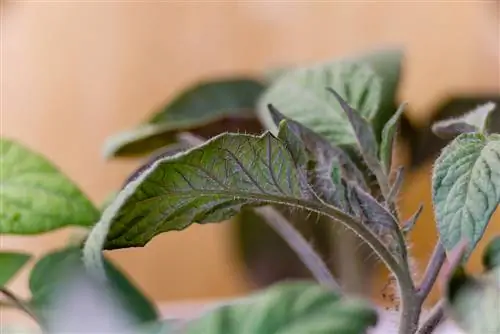 Nervures violettes à noires des feuilles d'un plant de tomate