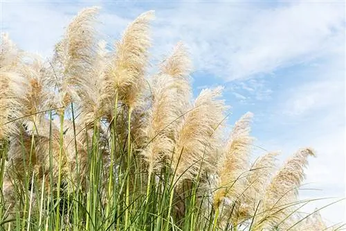 বৃদ্ধির গতি এবং উচ্চতা পাম্পাস ঘাসের ধরণের উপর নির্ভর করে