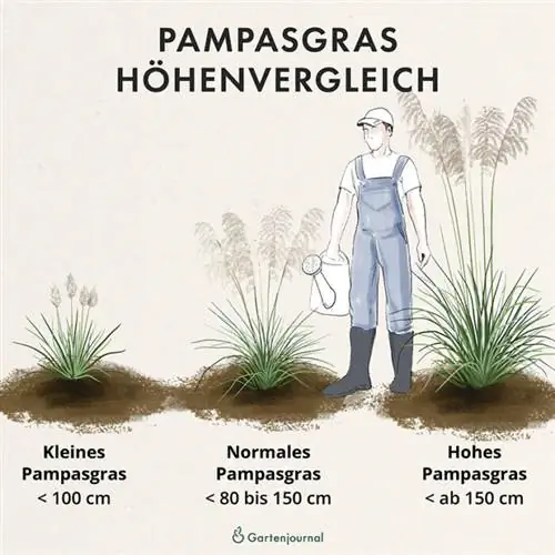 Pampas zāle augstuma salīdzinājumā kā ilustrācija