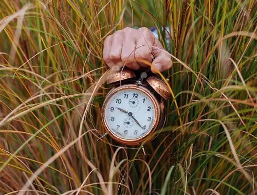 Kapan rumput pampas mekar ditampilkan sebagai sebuah lengan dengan jam weker di tangannya yang terentang dari tanaman rumput pampas