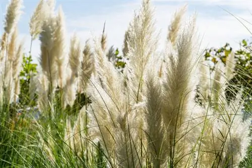 Bladen av pampas gräs vid blomning