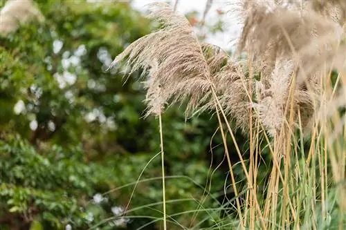 Bladene av pampasgress av en kvinnelig plante