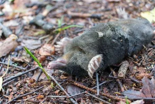 Mole infestation in the garden: Poisoning or other solutions?