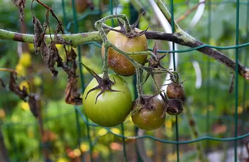 Late blight on a tomato plant