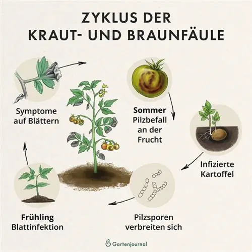 Cycle of late blight as an illustration