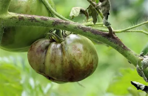 Reconocer la pudrición del tallo en una planta de tomate