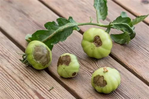 Tomates com manchas marrons no fundo